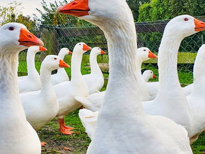 Bild 31 aus  Ferienhof   Witte Haubarg                -  2025 Beliebtester Ferienhof für Familienurlaub