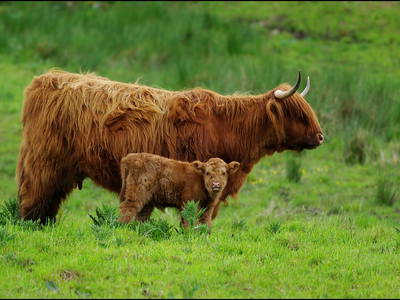 Bild 34 aus  Hotel Gasthof Sieberzmühle