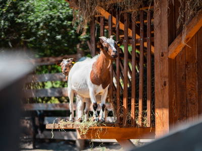 Bild 8 aus  Bachmannhof