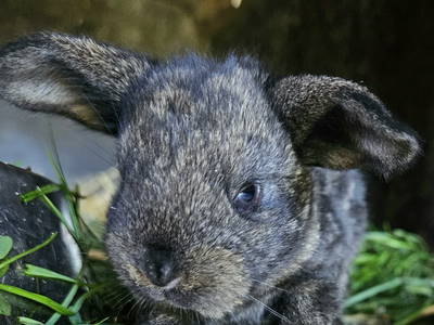 Bild 55 aus  Frankhof