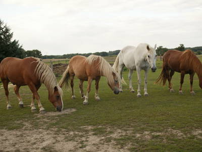 Bild 10 aus  Hannehof