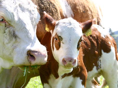 Bild 11 aus  Gutshof Armbruster