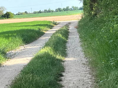 Wandern um Schwegenheim