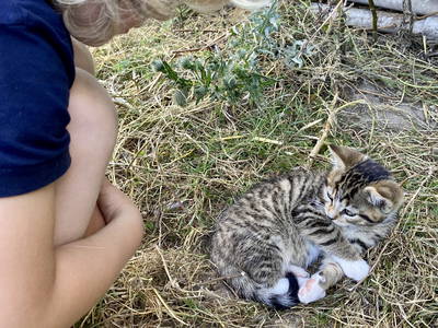 Bild 16 aus  Osterhof Fehmarn - mit Hofladen, Hofprogramm und Ayurveda-Wellness