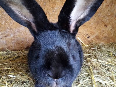 Bild 3 aus  Hof Vorwerk Familie Böye