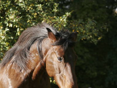 Bild 79 aus  Casa Bivignano