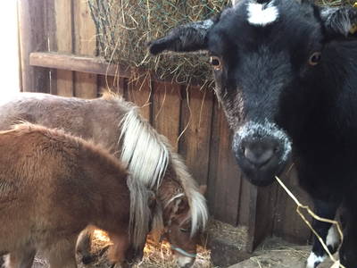 Bild 6 aus  Ferienhof Lorenzen