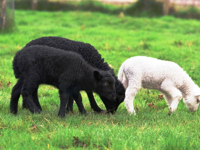 Bild 36 aus  Leverenzhof