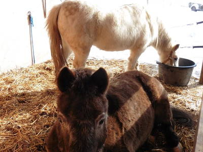 Bild 32 aus  Ferienhof Bentele