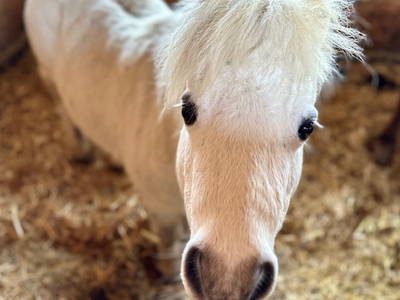 Knuddl unser Minishetty