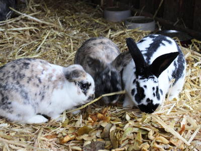 unsere Kaninchen wohnen vorn am hof neben dem Paddock in einem Stall mit Auslauf.