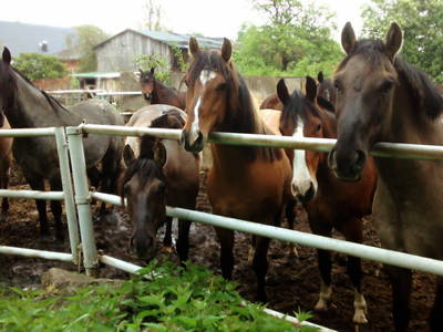 Bild 36 aus  FerienGut Dalwitz     www.feriengutdalwitz.de