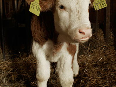 Bild 17 aus  Gästehaus und Biohof Sonnenstatter