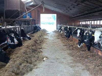 Bild 16 aus  Bauernhof Büchsenschütz