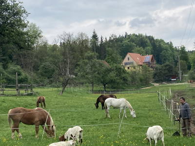 Bild 32 aus  Ferienwohnung Dachsmühle: Natur und Tiere