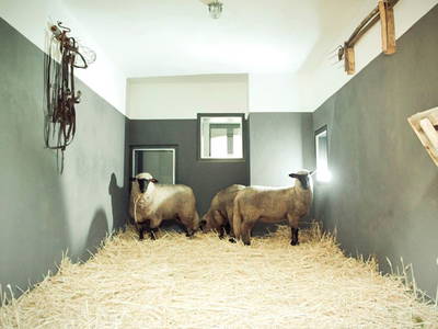 Bild 12 aus  Ferienhof middenmank