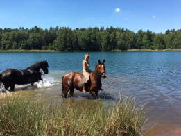 Bild 14 aus  Reiterhof "Zum Rappen"