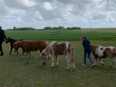 Bild 8 aus  Nordseeferienbauernhof Hartwig St. Peter Ording