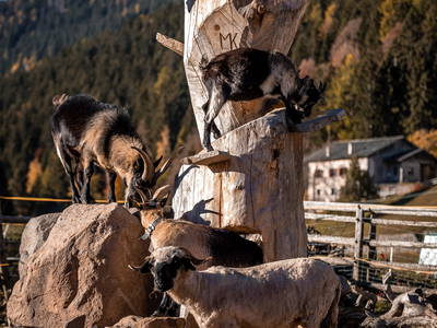 Bild 8 aus  Residence Waldrelax