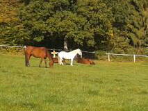 Bild 3 aus  Ferienhof Pulte