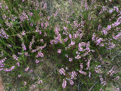 Bild 14 aus  Hof Junkernberg am See