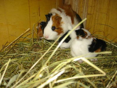 Bild 9 aus  Ferienhof Neue Mühle