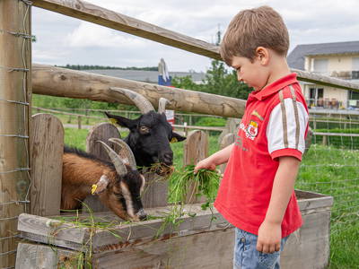 Bild 23 aus  Obst- und Ferienhof Gomeringer