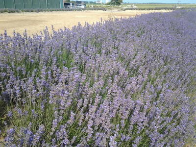 Unser Aussenreitplatz mit 700 Lavendelpflanzen, wie beruhigend