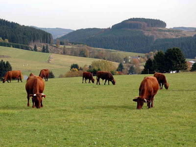 Bild 24 aus  Landgasthof Rademacher