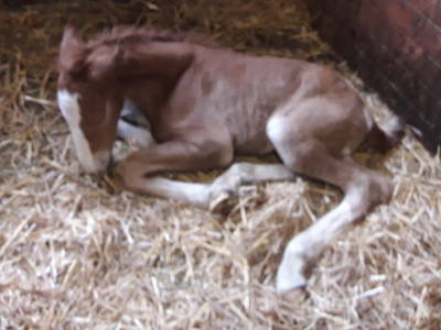 Bild 13 aus  Bichlerhof