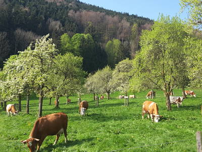 Bild 20 aus  Unterulpointhof