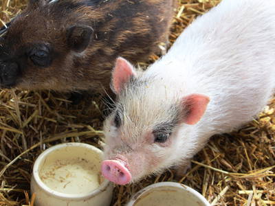 Ein Highlight bei den Kindern sind unsere Mini-Schweinchen im Streichelzoo