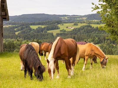 Pferde auf der Weide - Ferienhof Sinz - Bild: Julie Baaske www.whiite.space