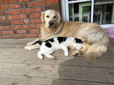 Bild 33 aus  Ferienhof Sell Bauernhofurlaub Ostsee Ponys