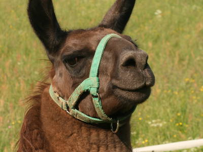 Bild 12 aus  Bucherhof