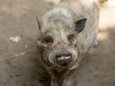 Bild 13 aus  Ferienhof Schmeling