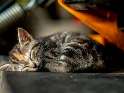 Bild 62 aus  LandSelection Grieshof