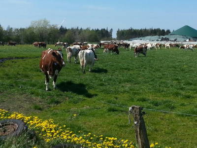 Bild 8 aus  Ferienhof Nissen