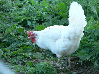 Bild 28 aus  Grenzer Ökohof