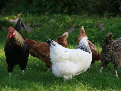 Bild 9 aus  Ferien am Schloss