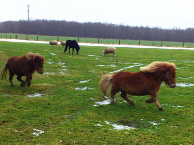 Bild 33 aus  Ahoi Ostsee:  Bauernhof und OstseeUrlaub - Ferienhof Becker in Dahme