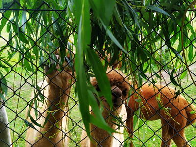 Bild 15 aus  Tiny House trifft Alpaka-Traum – Natururlaub mal anders!