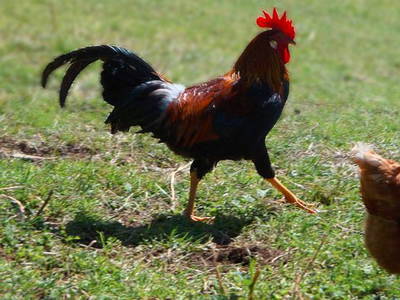 Bild 10 aus  Platzerhof