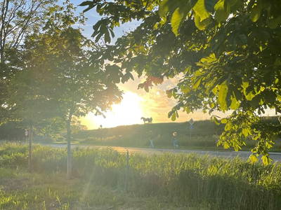 Bild 13 aus  Der Wilhelminenhof