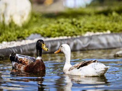 Bild 45 aus  Kircherhof