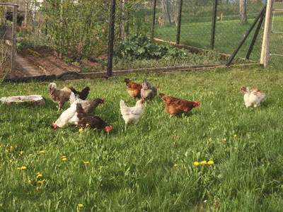 Bild 13 aus  Backhaus Grüntal