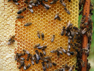 Bild 11 aus  Biohof Grafel - ein Ort, der verbindet