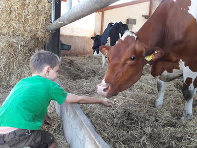 Bild 17 aus  Erholung - Natur pur - Urlaub auf dem Loyerhof