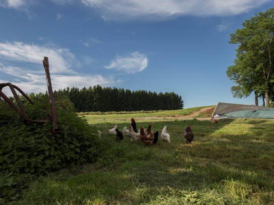 Bild 29 aus  Allgäu Bergferienhof