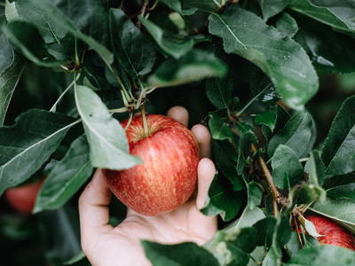 Bild 23 aus  Das Hallinger am Waidmannhof